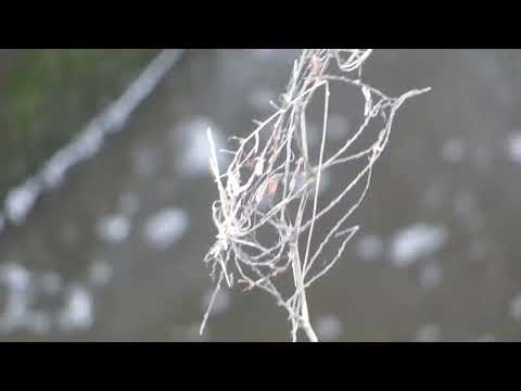 Łapacz duchów nad ściekami