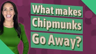 What makes Chipmunks Go Away?