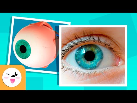 The Human Eye and Its Parts - How Vision Works - Compilation Video - Senses for Kids