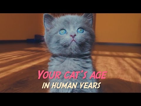 How to tell your cat’s age in human years