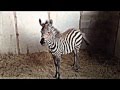 Young Grant's Zebras for sale 