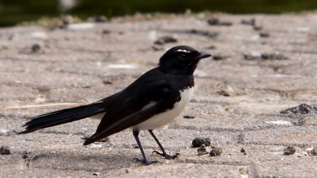 Newly Hatched Willie Wagtail Chicks