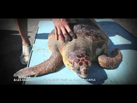 Teaser : S'engager pour la cause animale