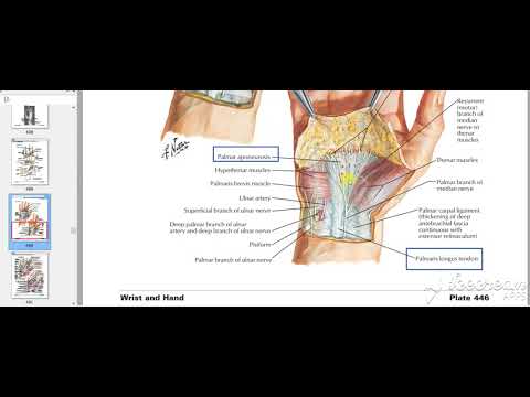 Palmaris longus muscle