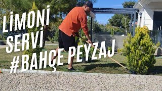 Limoni Servi Ağaçlarımı Diktim | Bahçe Peyzaj Uygulama