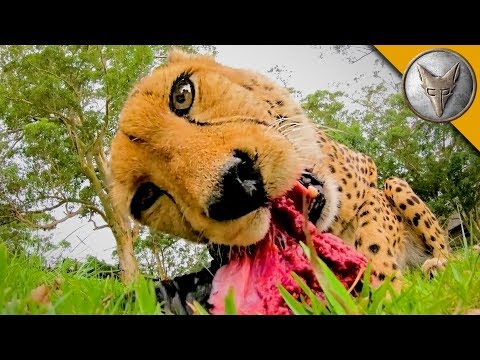 image-What does a cheetah eat as a baby? 