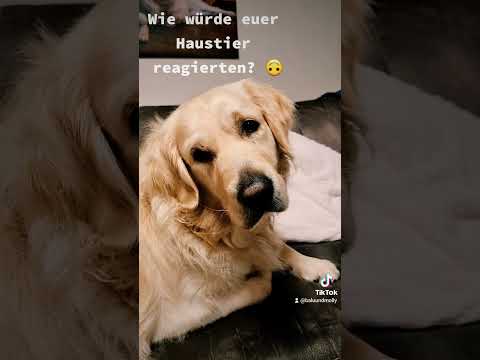 Balu hört Hundegeräusche#shorts#hund #viral #fyp