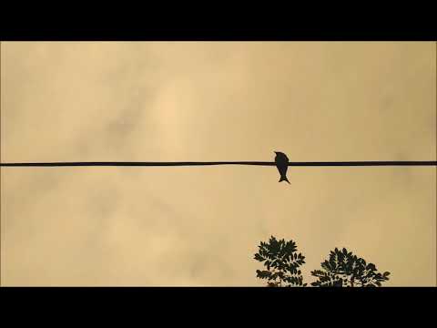 Ioan Dobrinescu (*1960): Lonely bird (2014)