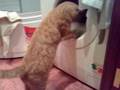 Cat And Washing Machine