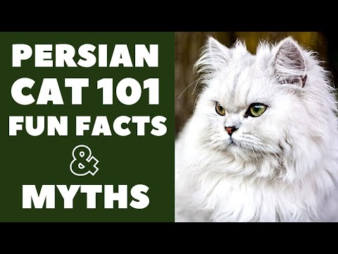 Persian Cats 101 : Fun Facts & Myths