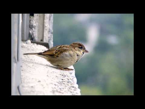 REYNALDO MARTIN - ESTAS EN MI CORAZON