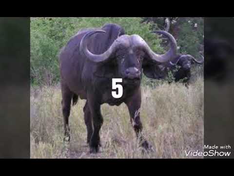 Top 5 cei mai mari bivoli din lume