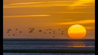 Peter Gabriel - In Your Eyes (Relax Version) (A. Ledda Remix)