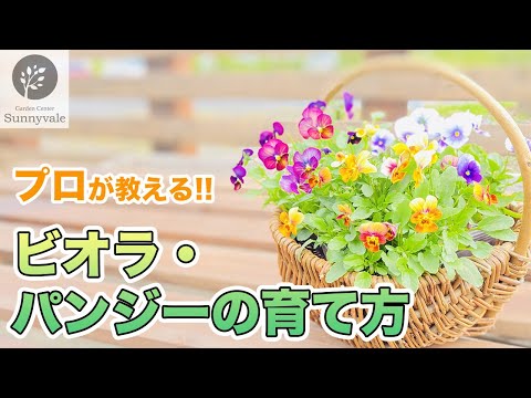 パンジーを植える時期と方法は？美しく開花させるためのヒントとコツ！  庭園