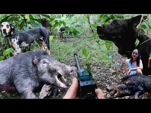 Clearing Australia's Most Pristine Environment of Feral Pigs With The Use of Dogs!!
