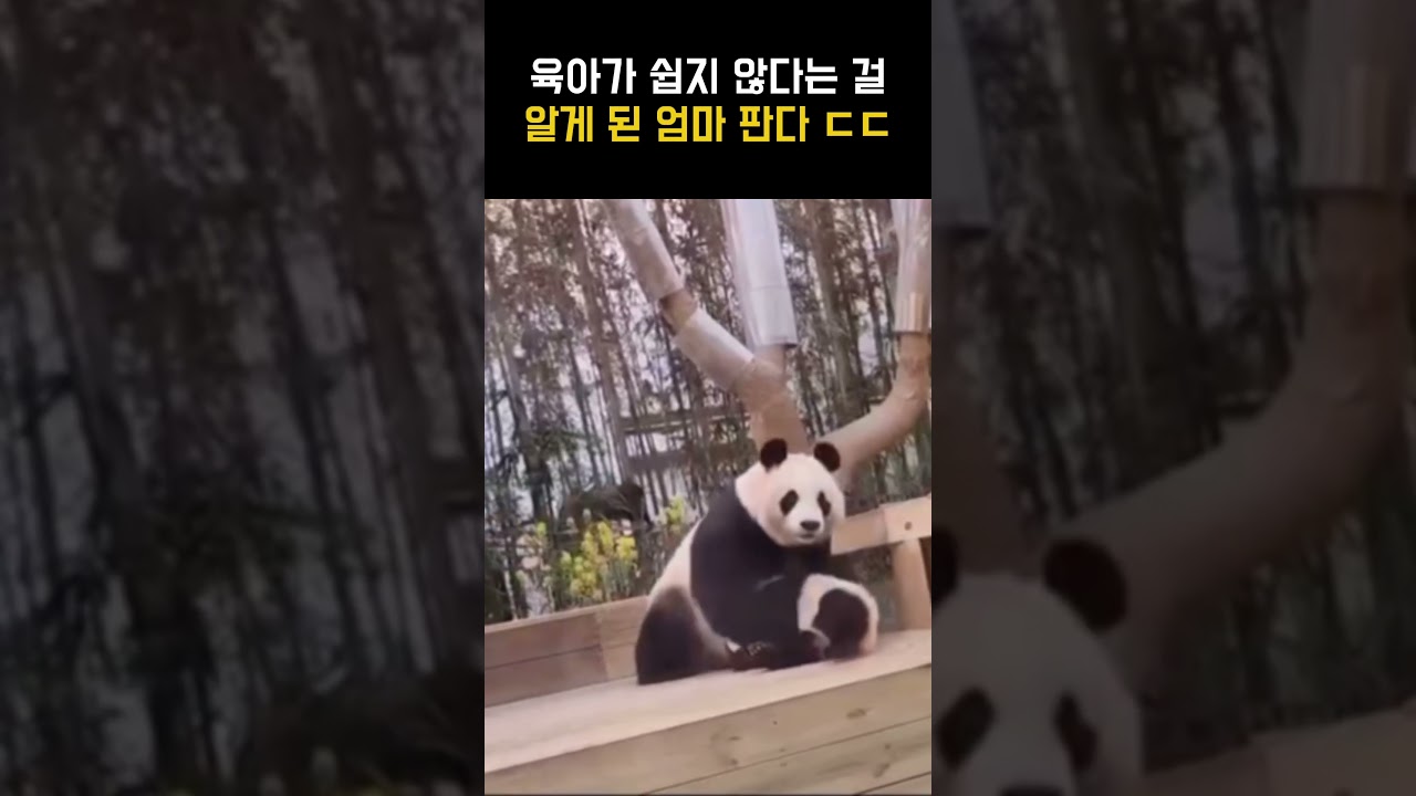육아가 쉽지 않다는 걸 알게 된 엄마 판다