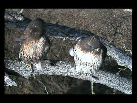 EagleCrest Red Tail Hawks Mom and Dad 1-05-2012