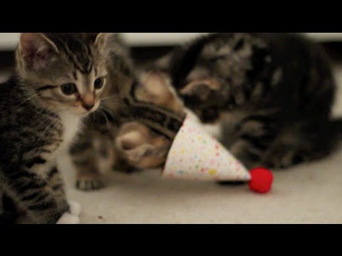 YouTube video about: How to celebrate a cat's birthday?