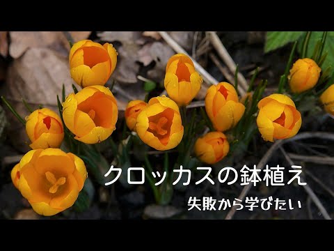 秋のクロッカス: 小さな球根の花は実際どのくらい有毒ですか? 植物