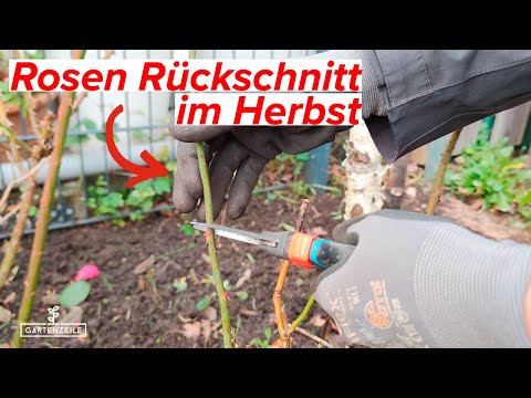 Rosen Rückschnitt im Herbst / Winter - Darauf solltest du achten! Rosen überwintern!