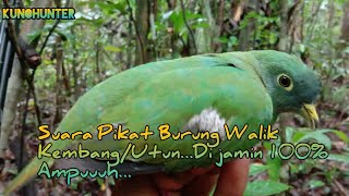 Download lagu Suara Pikat Burung Walik kembang/Utun mp3
