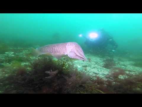 Common Cuttlefish ,European common cuttlefish ,Sepia officinalis