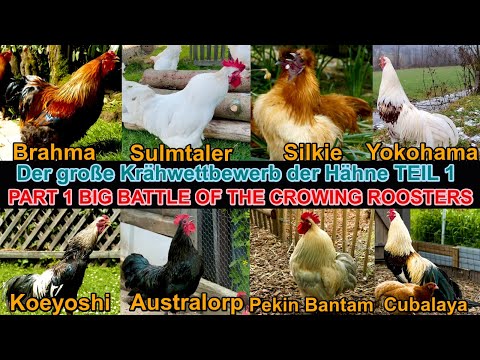 Part 1: My big roosters CROWING SHOW for comparison with 16 breeds: Ketawa Silkie Brahma Yokohama