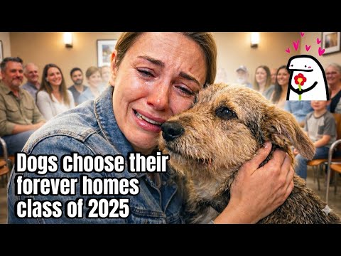 When Dogs Choose Their Humans — Adoption Stories