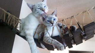 Лазалки для кошек своими руками/Cat climbing frame