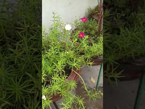 zindagi ki na toote lari song🥰😍😘🌺🥰