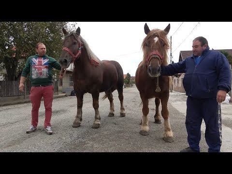 Caii lui Marius de la Mediesu Aurit, Satu Mare - 2020 Nou!!!