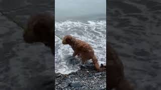 Dog scared of water