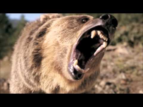 My Redemption- When bears attack