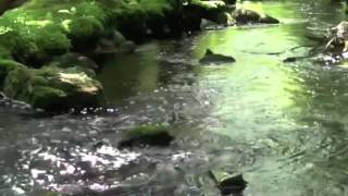 Flow Gently Sweet Afton - Tribute to Robert Burns