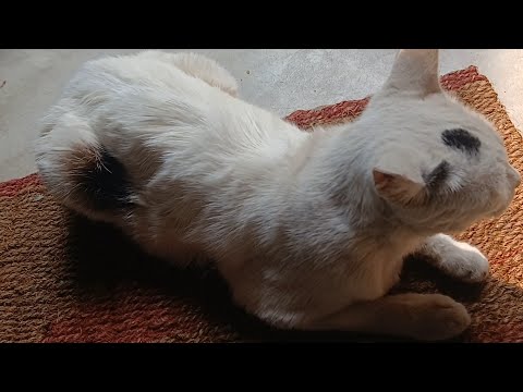 My cat doesn't like me 🥺