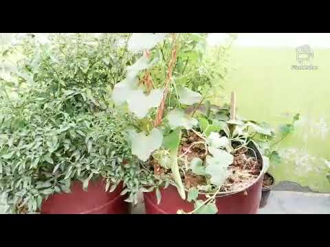 बच्चे अपने घर पर रहकर इसी वीडियो बनाकर हमें जरूर भेजें। lockdow में घर पर रहे।