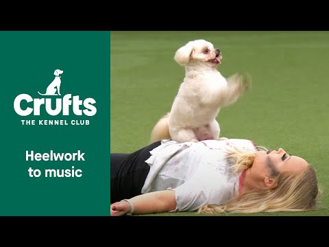 Freestyle Heelwork to Music Competition - Part 1 | Crufts 2022