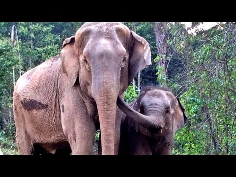 Mother Elephant and Baby Have a Heartfelt Reunion After Being Apart for Years