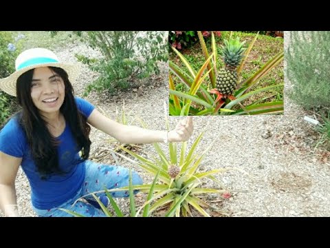 Germinación de plantas de piñas en casa