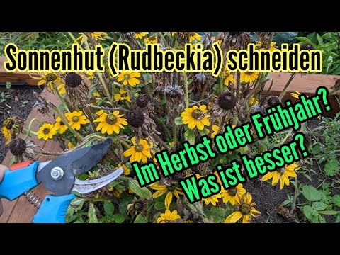 Rudbeckia schneiden im Herbst - Sonnenhut jetzt zurückschneiden oder besser erst im Frühjahr
