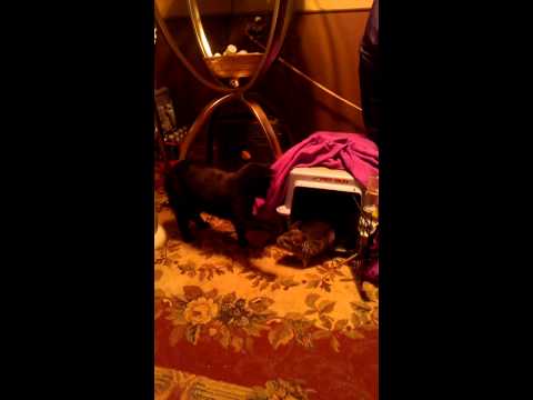 Motaz meets chinchilla