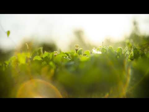 Rodrigo Lapena & Gonzalo Sacc: One Day (Original Mix)