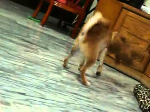 路西法咬熊(原發表者:路西法麻)(影片)