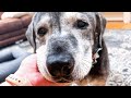 Someone Left This Deaf Senior Dog At The Shelter A Family Gave Her Another Chance
