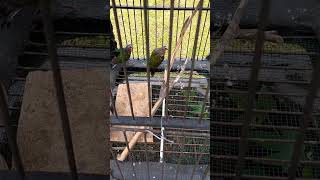 Download lagu emerald dove !! burung derkuku putri mandi mp3