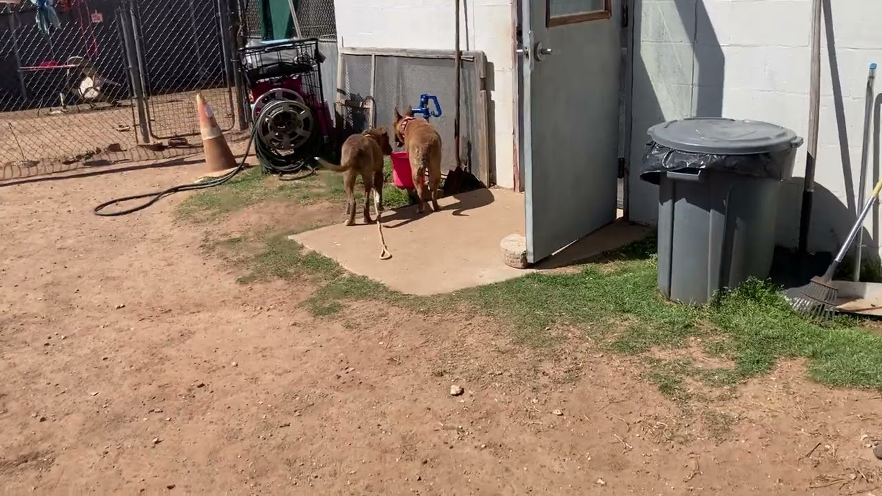 Cinnabon, a Adoptable mixed breed in Sand Springs, OK video 6/6