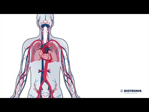 Aufbau und Funktion des Herz-Kreislauf-Systems