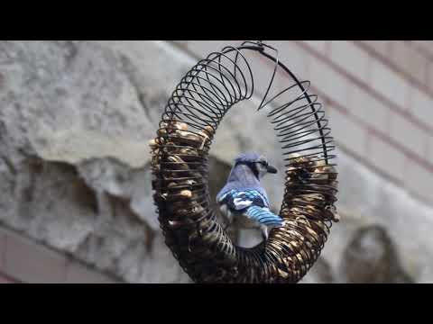 Blue Jay at Peanut Feeder