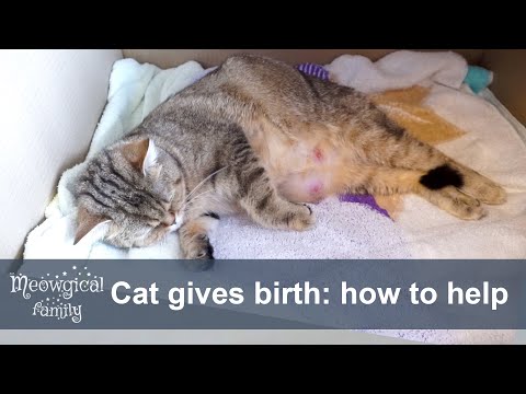 🐱 How to help your cat during labor?