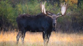 MASSIVE Bull Moose Rutting Behavior: Raking, Digging, Grunting